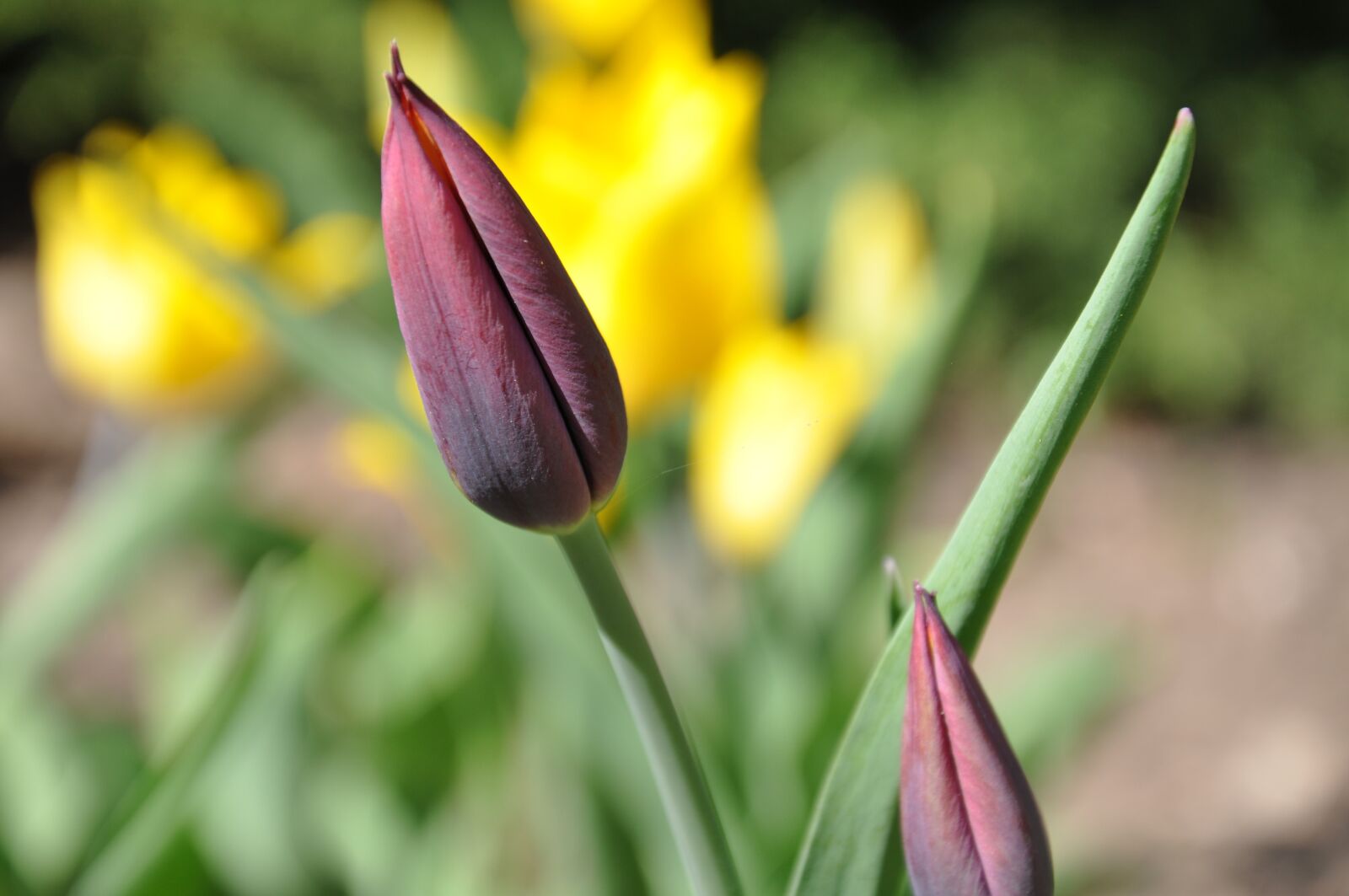 Nikon D90 sample photo. Tulip, yellow, purple photography
