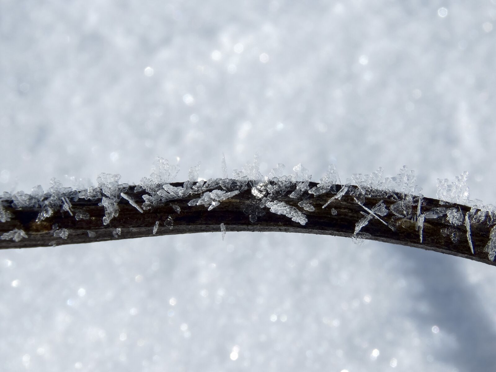 Canon PowerShot SX60 HS sample photo. Leann, branch, snow photography