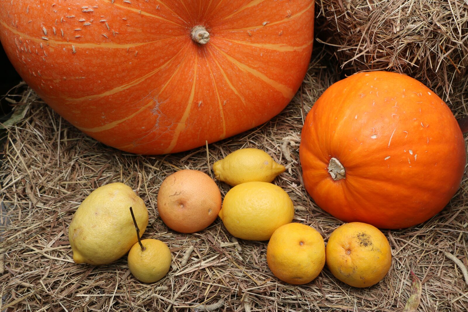 Canon EOS 70D sample photo. Pumpkin, haloween, lemon photography