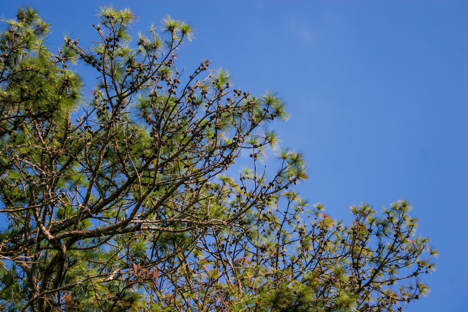 Canon EOS 20D sample photo. Pine tree, pine branch photography