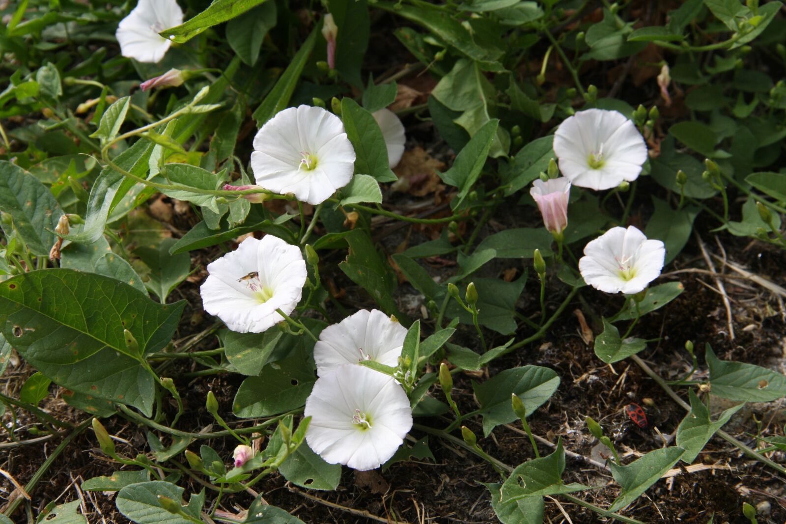Canon EOS 40D sample photo. Bindweed, spring, flower photography