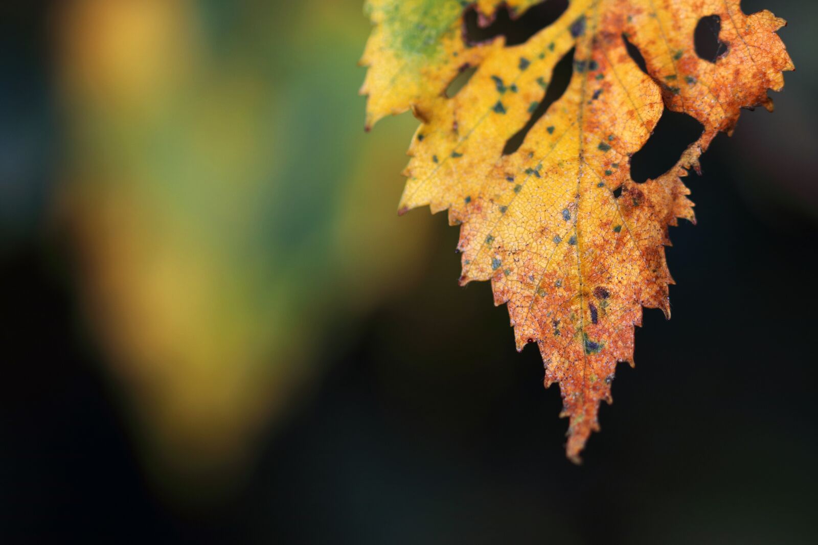 Canon EOS 80D sample photo. Autumn, birch, leaves photography