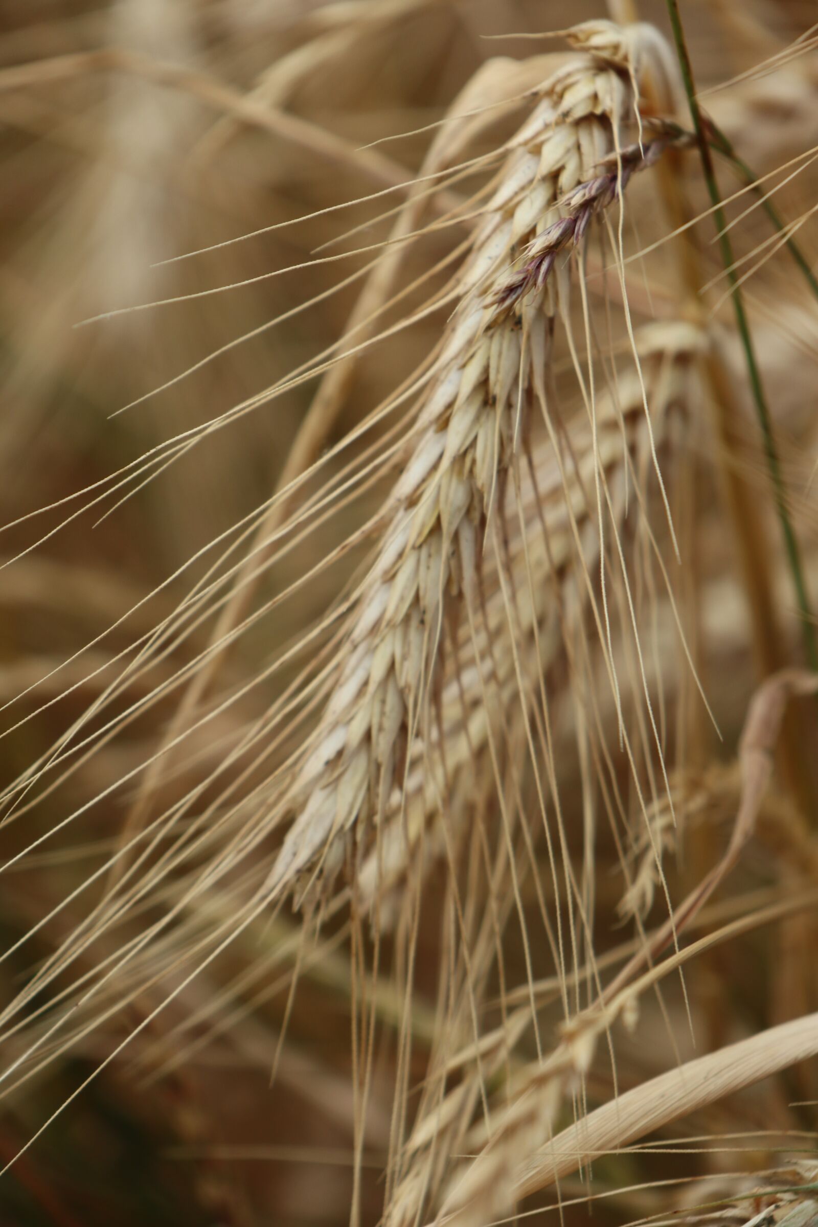 Canon EOS M6 sample photo. Summer, field, nature photography