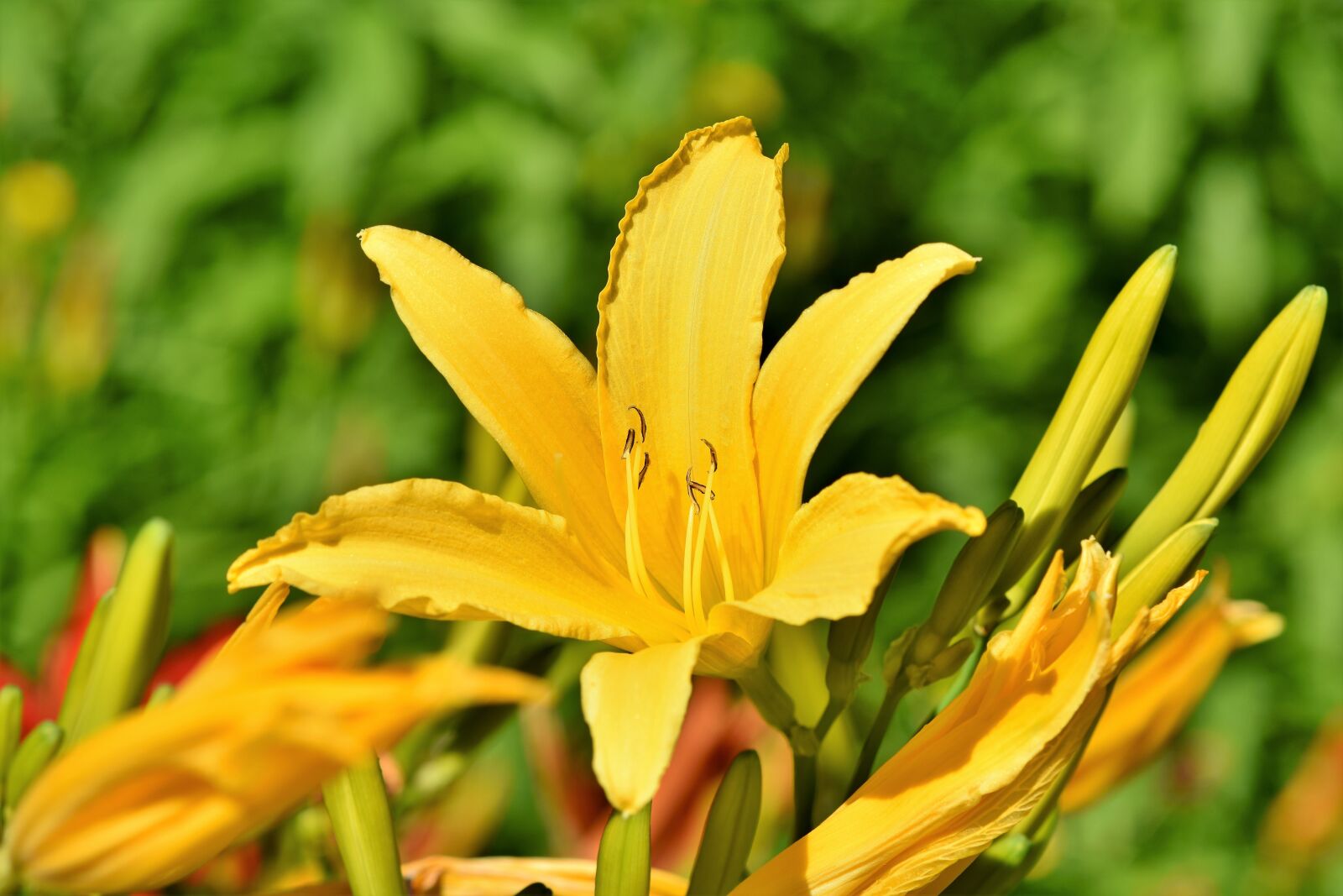 Nikon D7200 sample photo. Lily, blossom, bloom photography