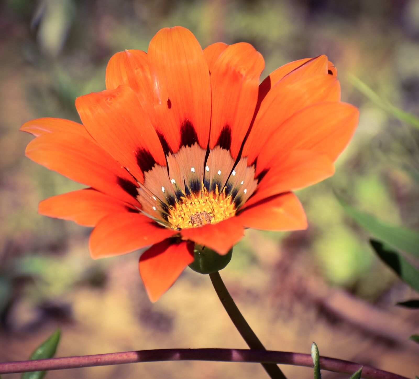 Nikon D5500 sample photo. Flower, flora, nature photography