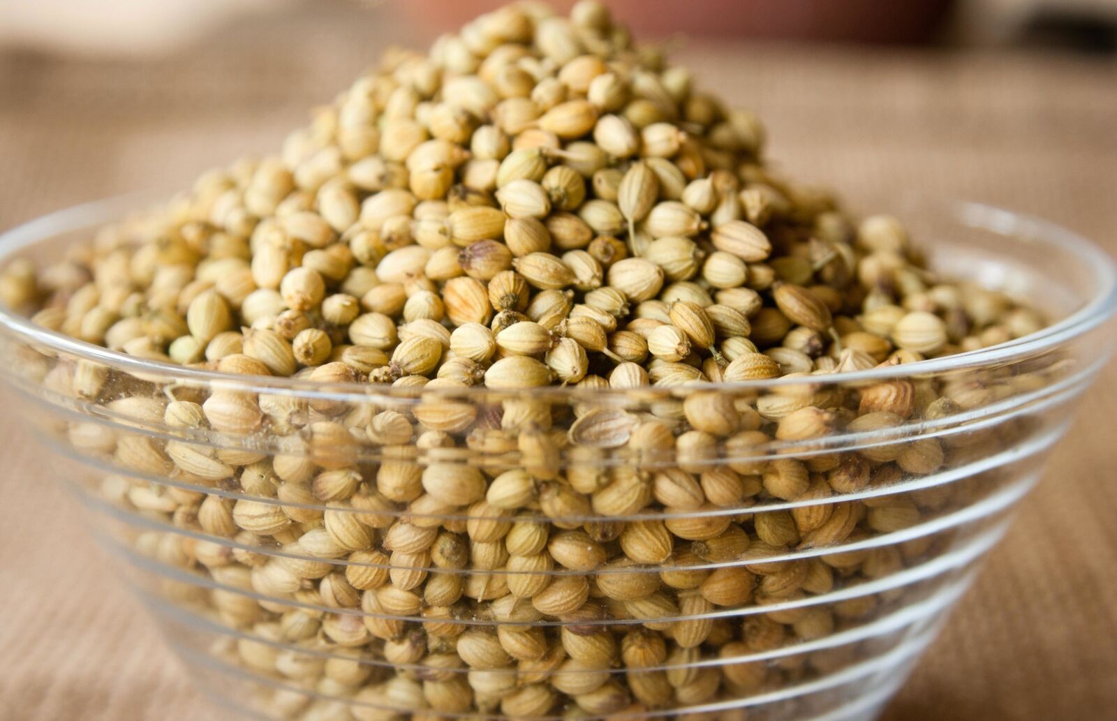 Canon EOS 1000D (EOS Digital Rebel XS / EOS Kiss F) sample photo. Coriander, seed, bowl, seed photography
