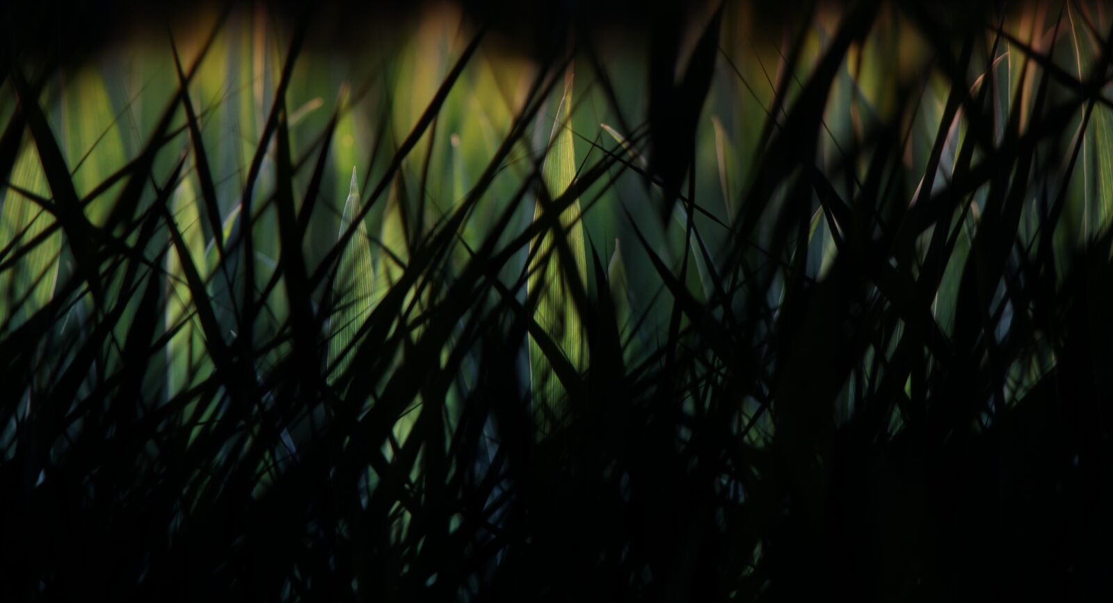 Canon EOS 650D (EOS Rebel T4i / EOS Kiss X6i) sample photo. Grasses, dark, green photography