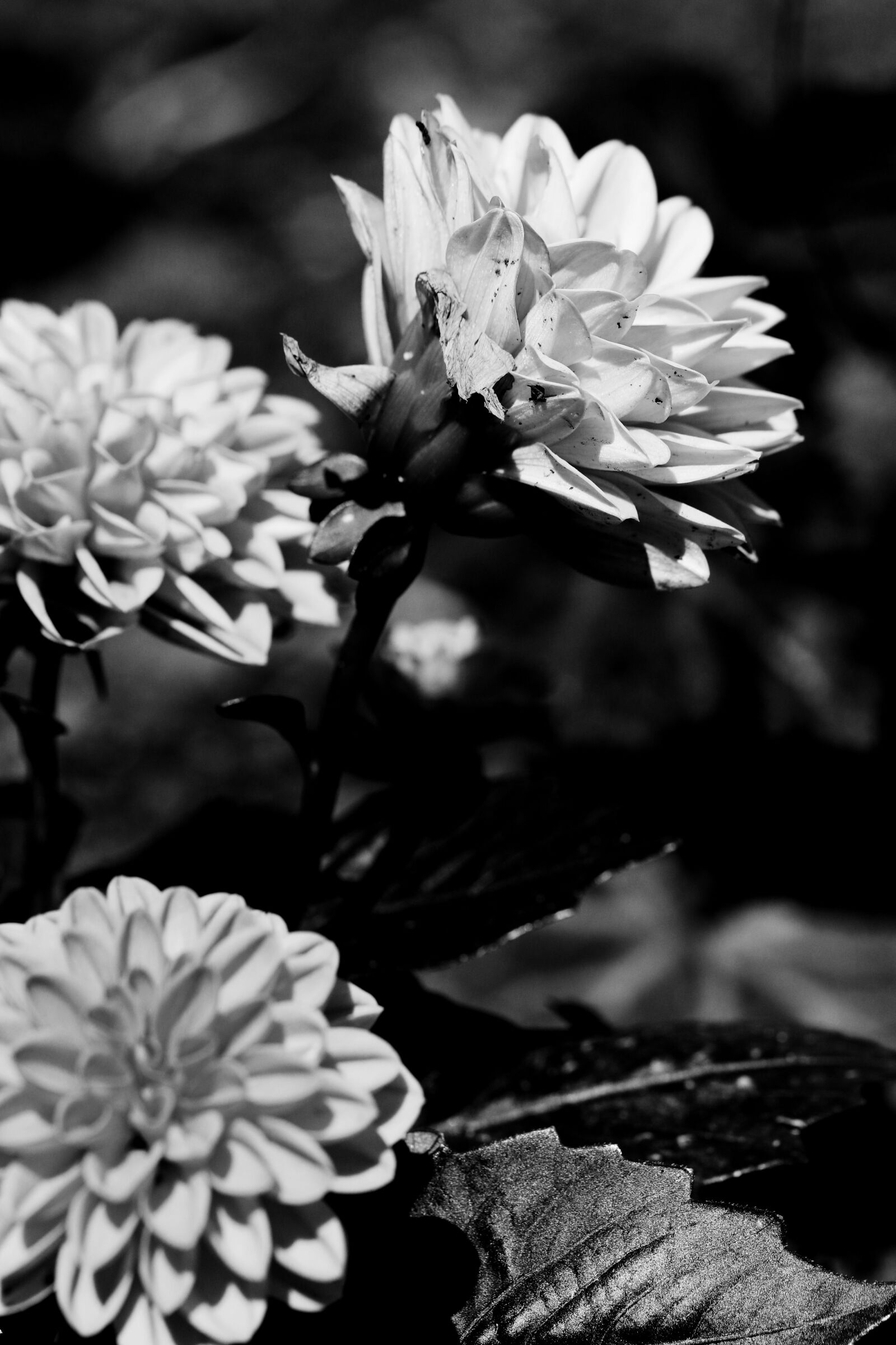 Canon EOS 7D Mark II sample photo. Flowers, summer flowers, garden photography