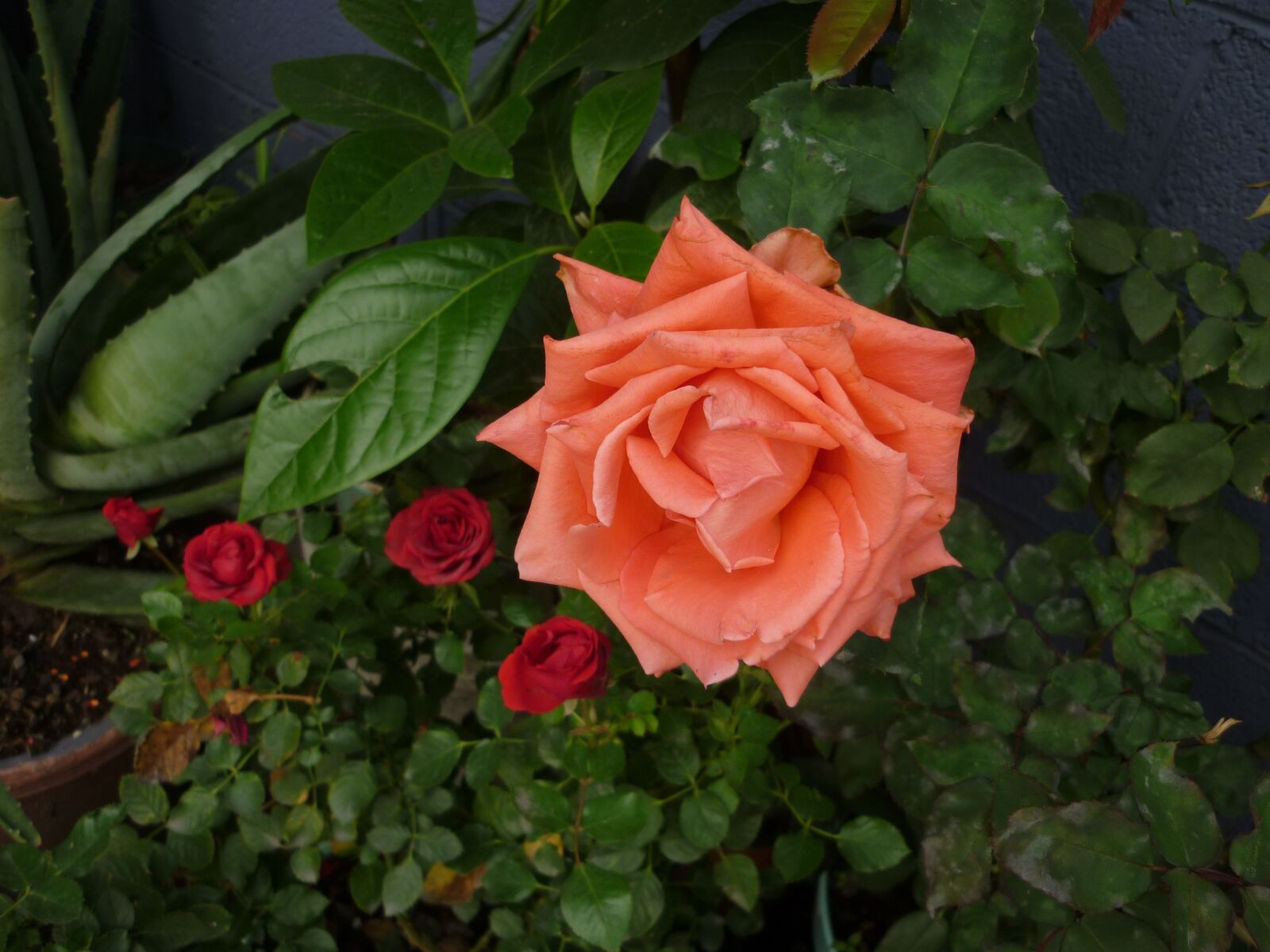 Panasonic DMC-FS42 sample photo. Rosa, rose alive, flor photography