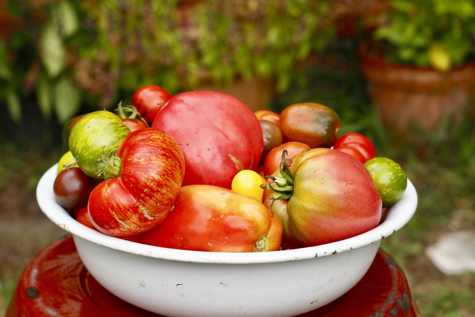 Canon EOS 600D (Rebel EOS T3i / EOS Kiss X5) sample photo. Tomatoes, summer, garden photography