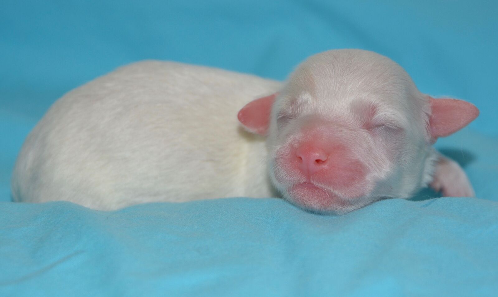 Nikon D5200 sample photo. Cotton tulear, new-born, puppy photography