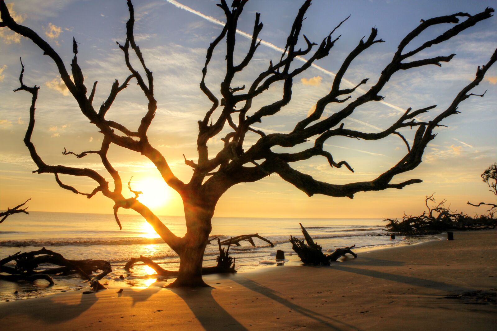 Canon EOS 60D + Canon EF-S 18-135mm F3.5-5.6 IS sample photo. Tree, beach, sunset photography
