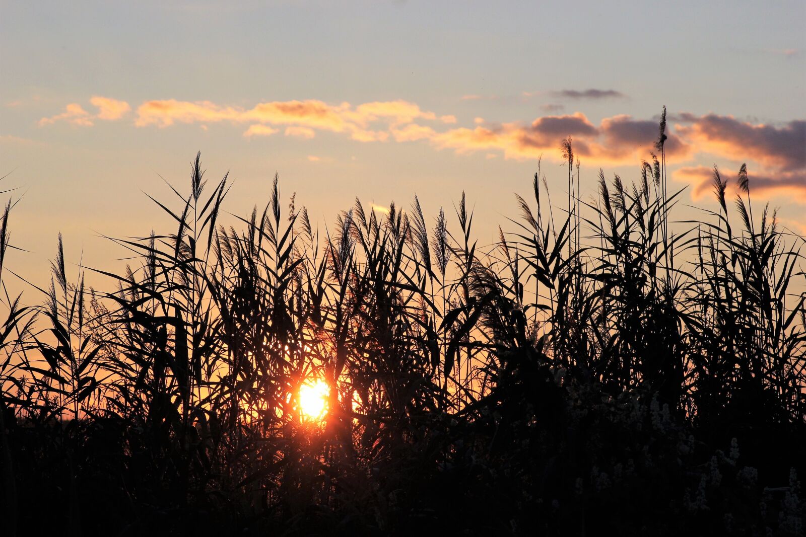 Canon EOS 550D (EOS Rebel T2i / EOS Kiss X4) sample photo. Cane, evening, sunset photography