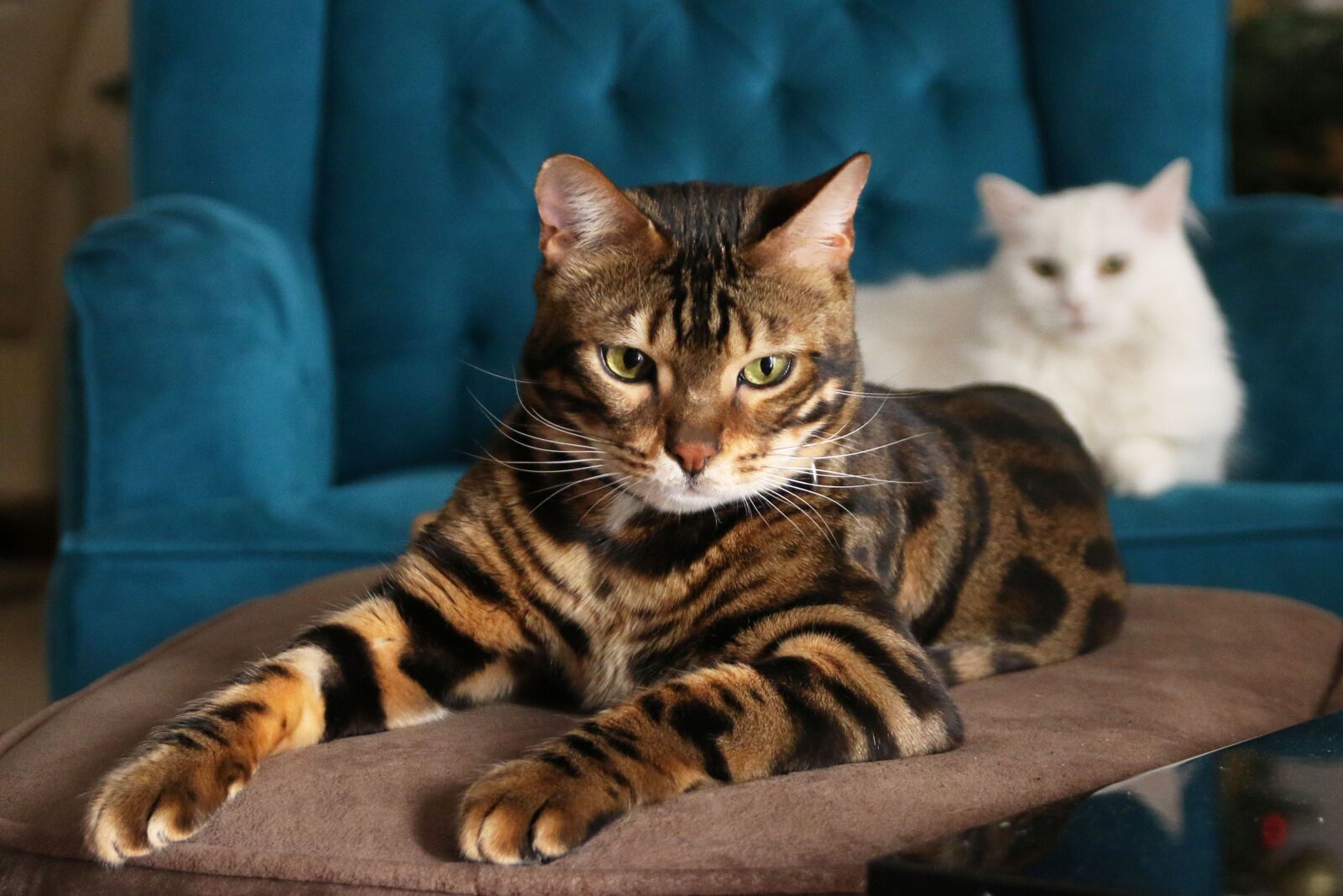 Canon EOS 70D sample photo. Cats, bengal cat, bengal photography