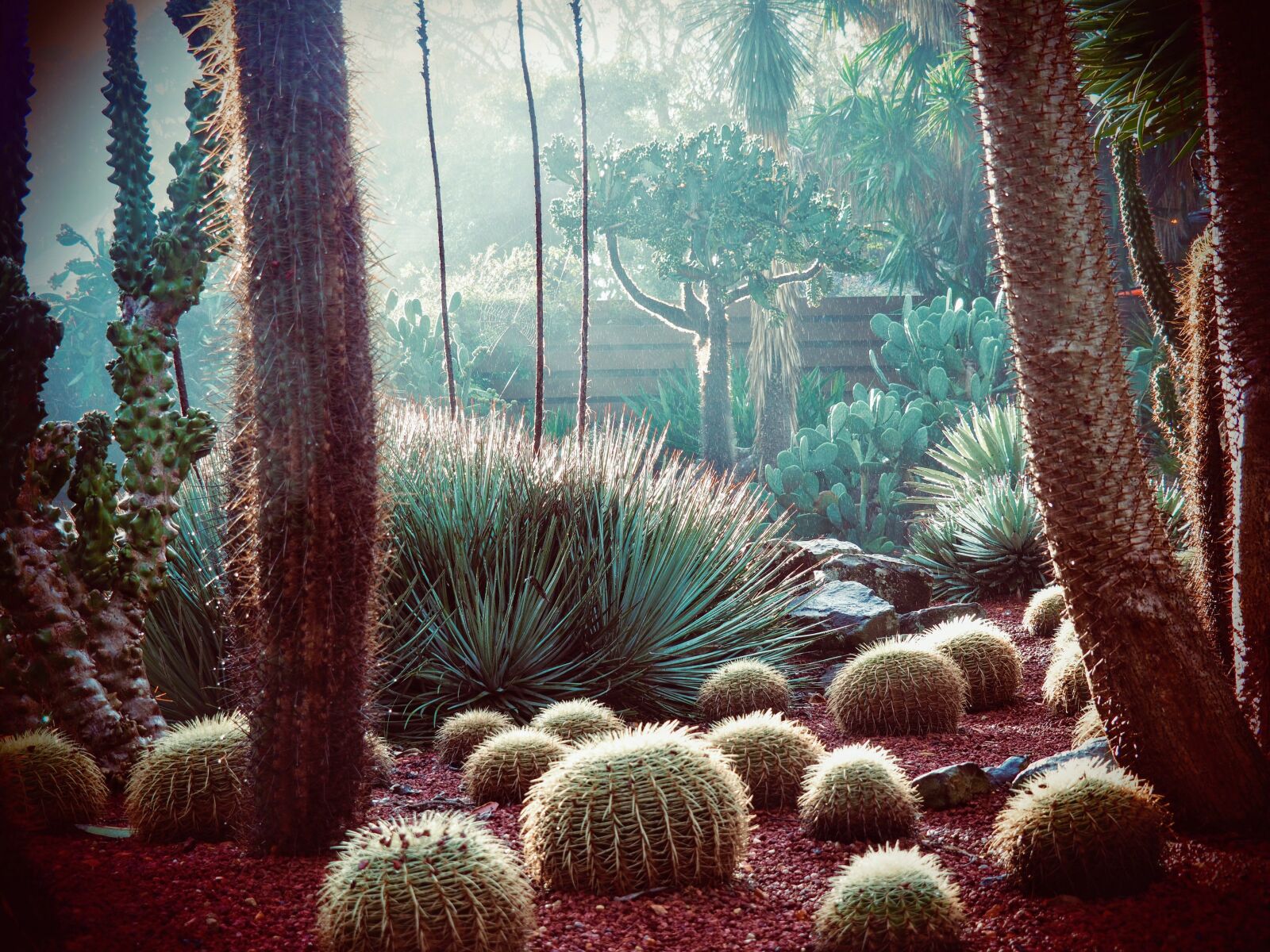 Olympus PEN-F sample photo. Cactus, garden, succulent photography