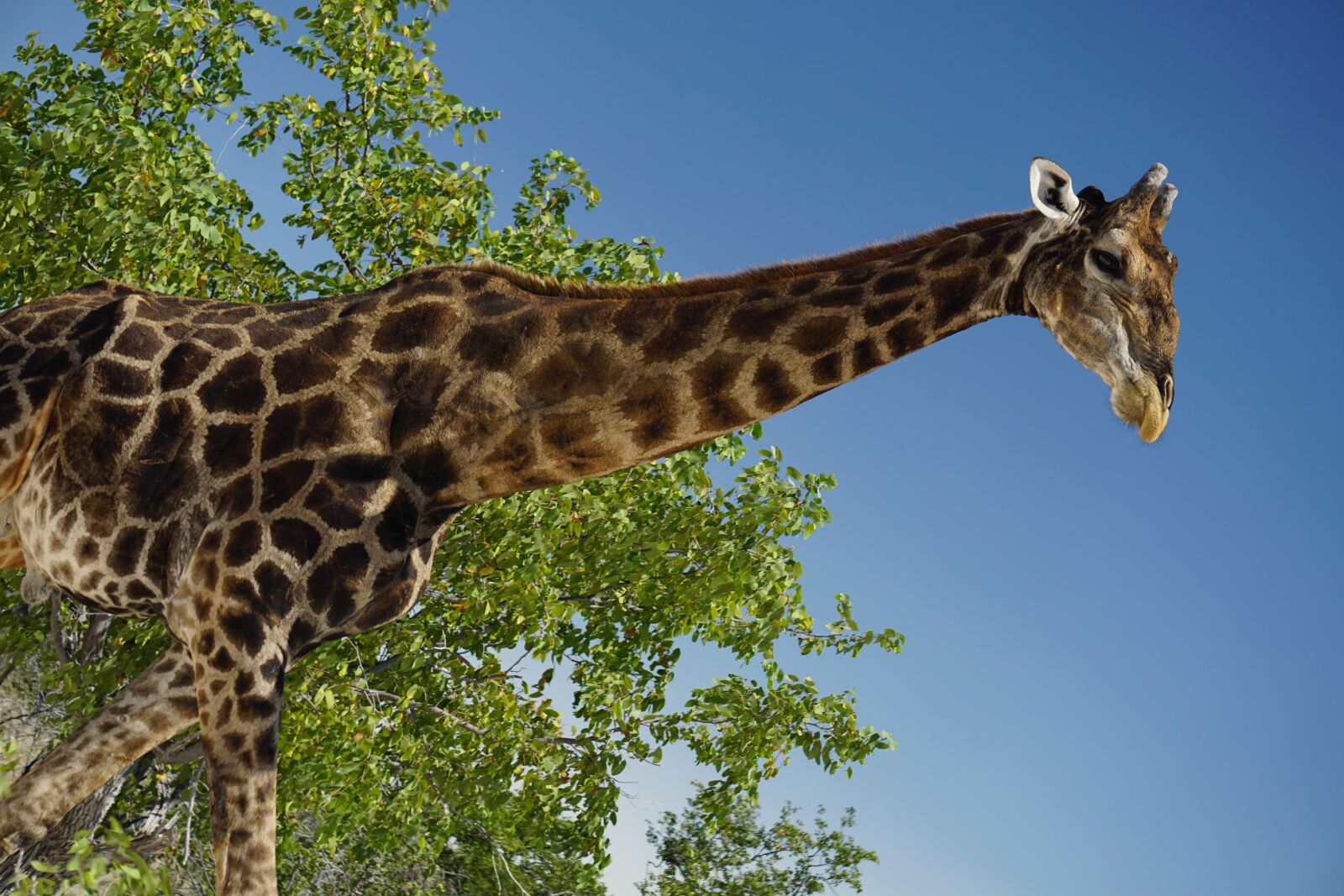 Sony a6000 sample photo. Giraffe, animal, wildlife photography