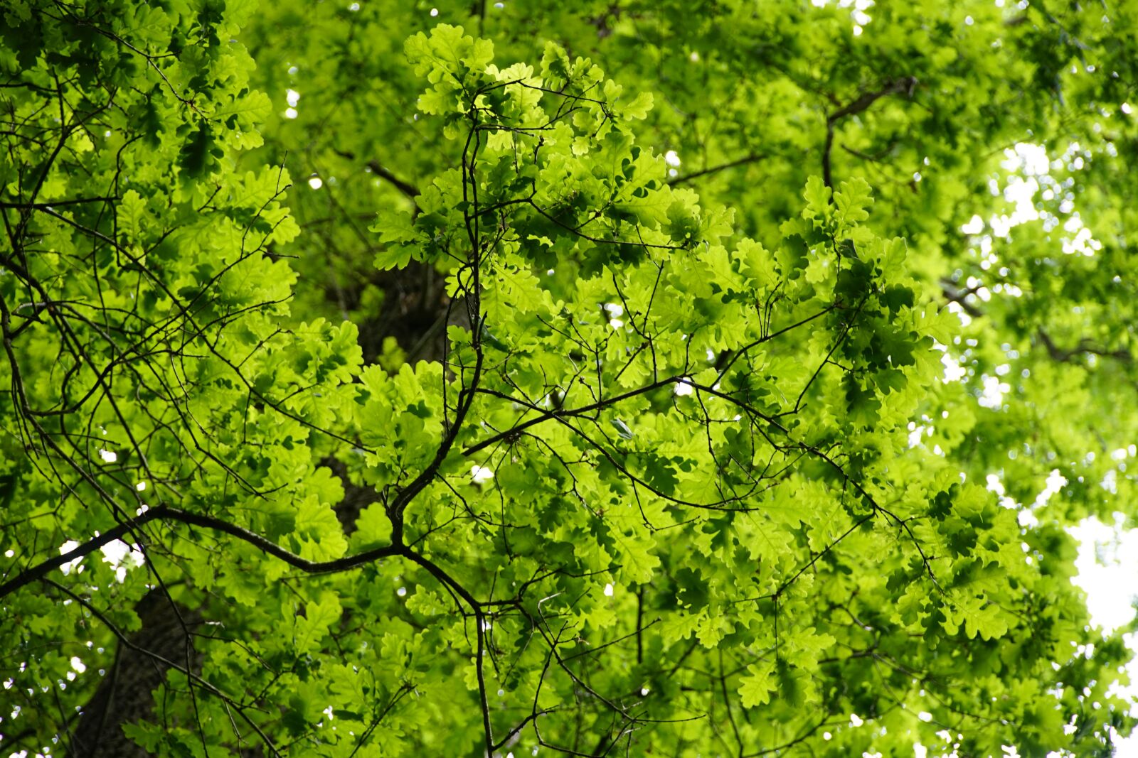 Sony a7R II + Sony E PZ 18-105mm F4 G OSS sample photo. Forest, oak, leaves photography