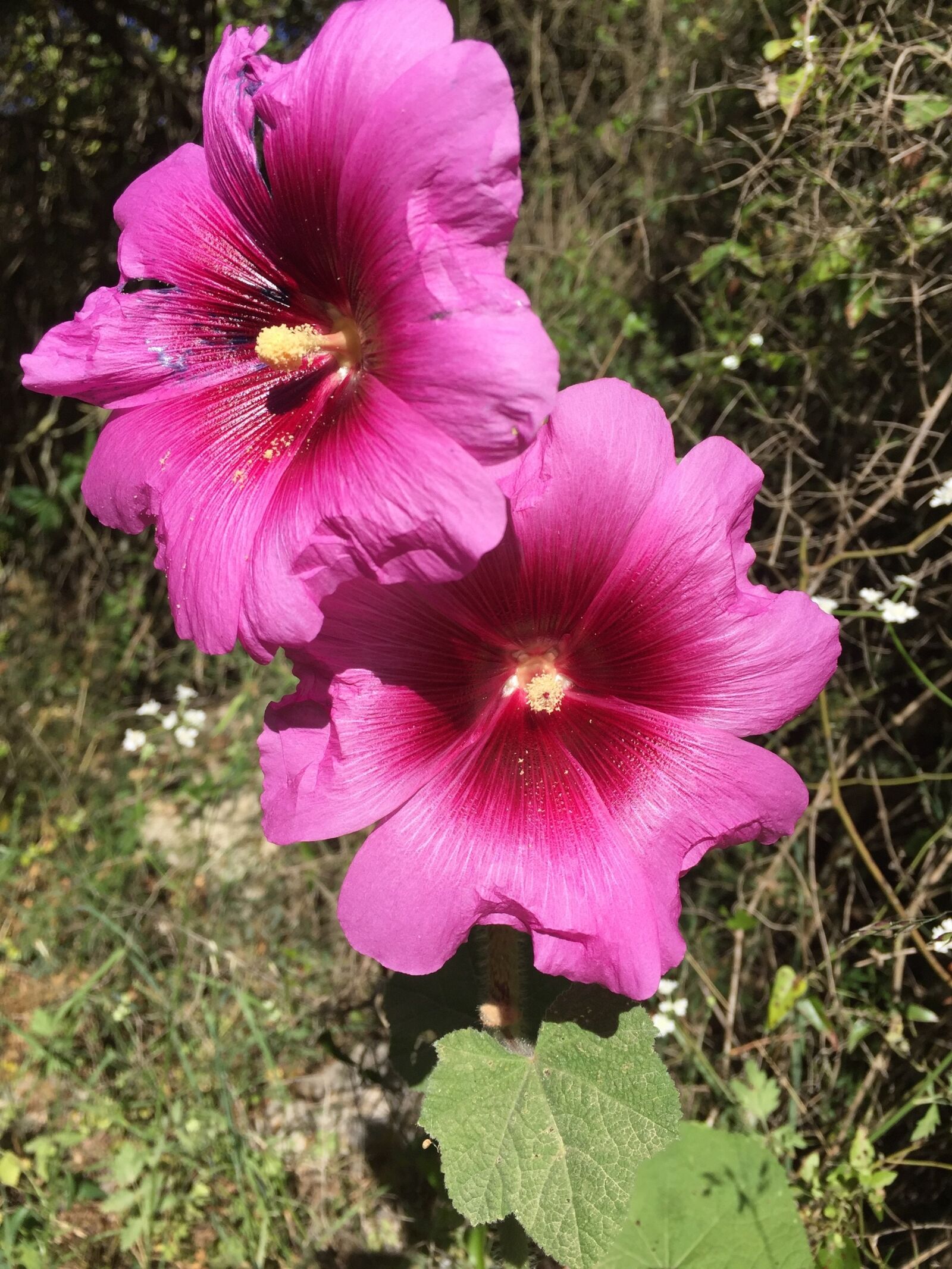 iPhone 6 Plus back camera 4.15mm f/2.2 sample photo. Flower, spring, nature photography