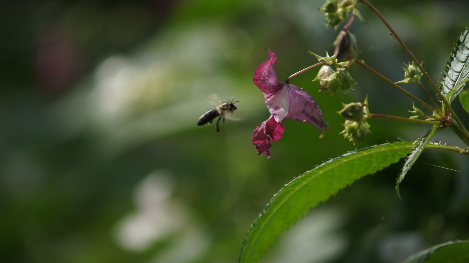 Sony Alpha DSLR-A500 sample photo. Bee, pink flower, insect photography
