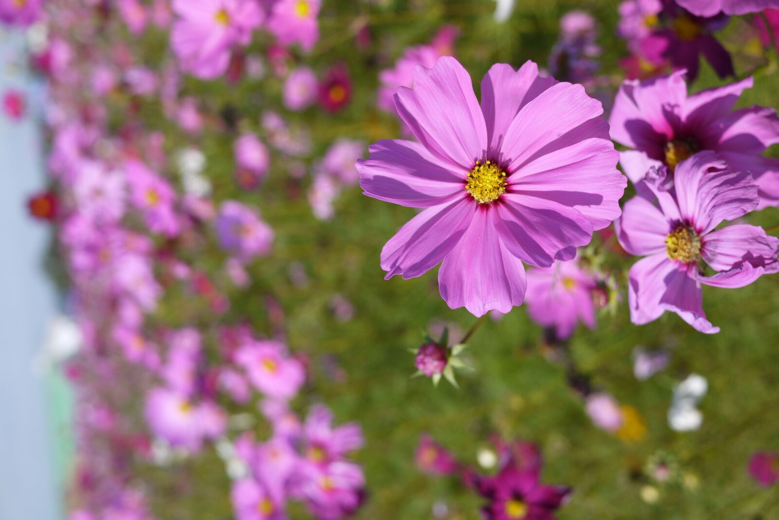 Panasonic Lumix DMC-GF3 sample photo. Flower, sea of flowers photography