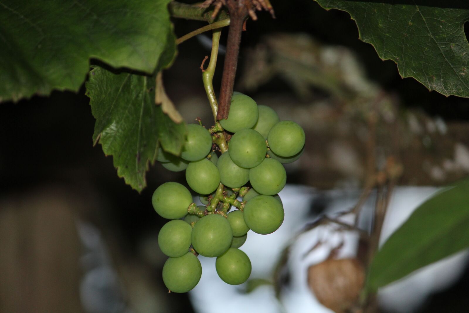 Canon EOS 1300D (EOS Rebel T6 / EOS Kiss X80) sample photo. Uva, green, wine photography