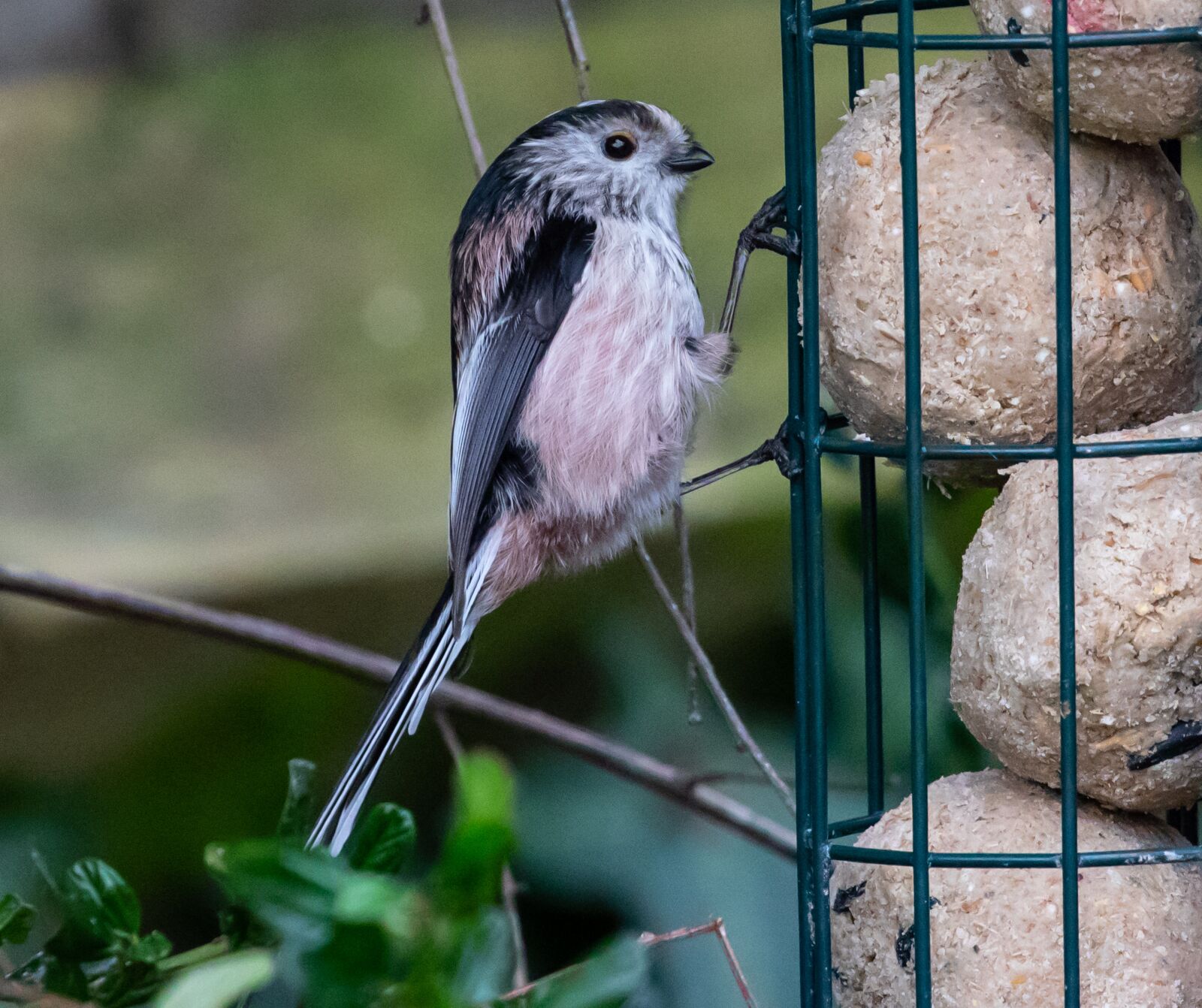 Canon EOS 7D Mark II sample photo. Long tailed tit, pink photography