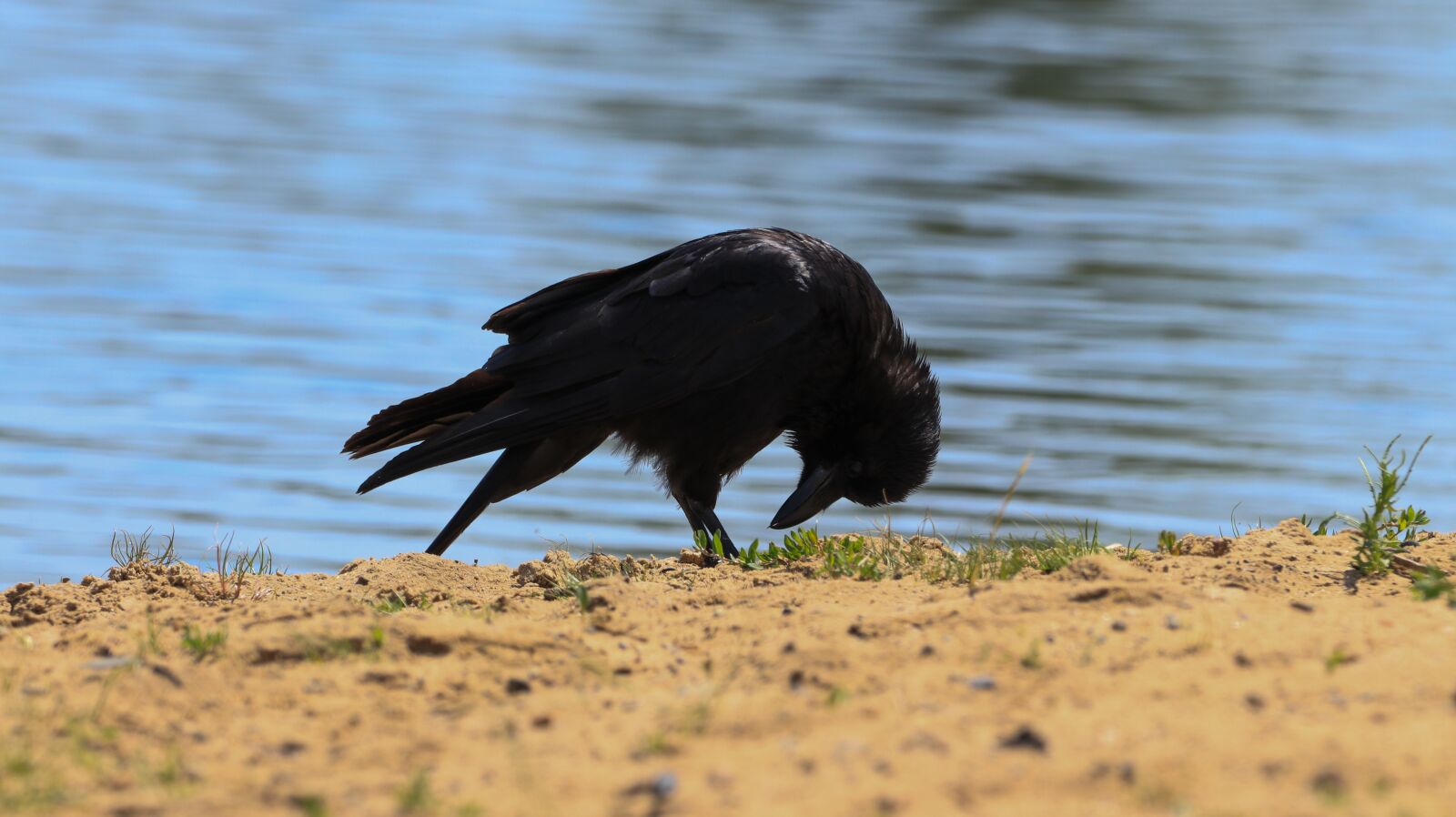 150-600mm F5-6.3 DG OS HSM | Contemporary 015 sample photo. Crow, bird, black photography