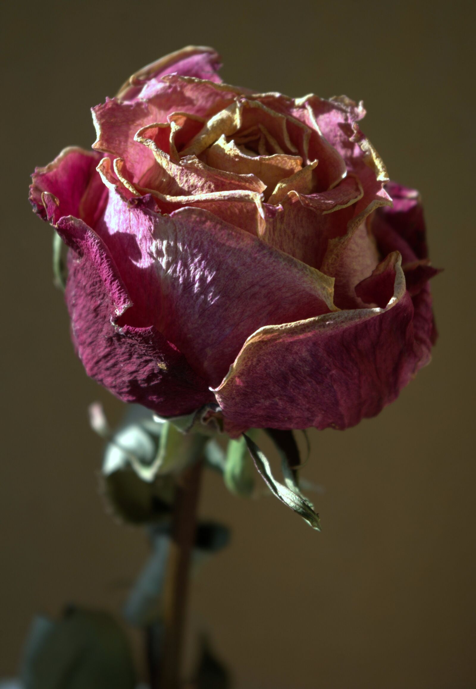 Pentax K-30 sample photo. Rose, blossom, bloom photography