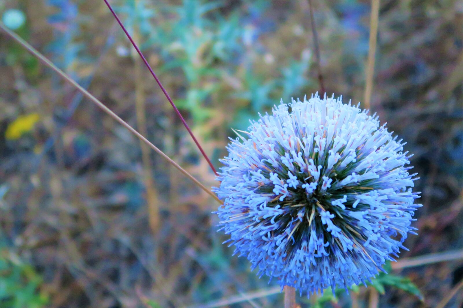 Canon PowerShot G7 X sample photo. Dea, nature, plant photography
