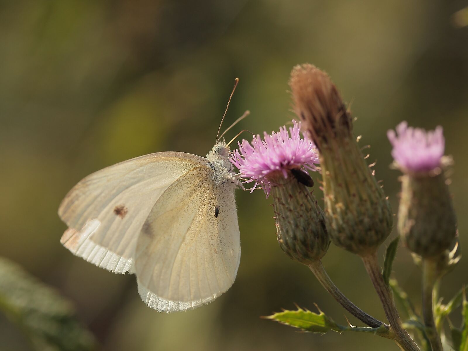 Canon EOS 600D (Rebel EOS T3i / EOS Kiss X5) sample photo. White, butterfly, insect photography
