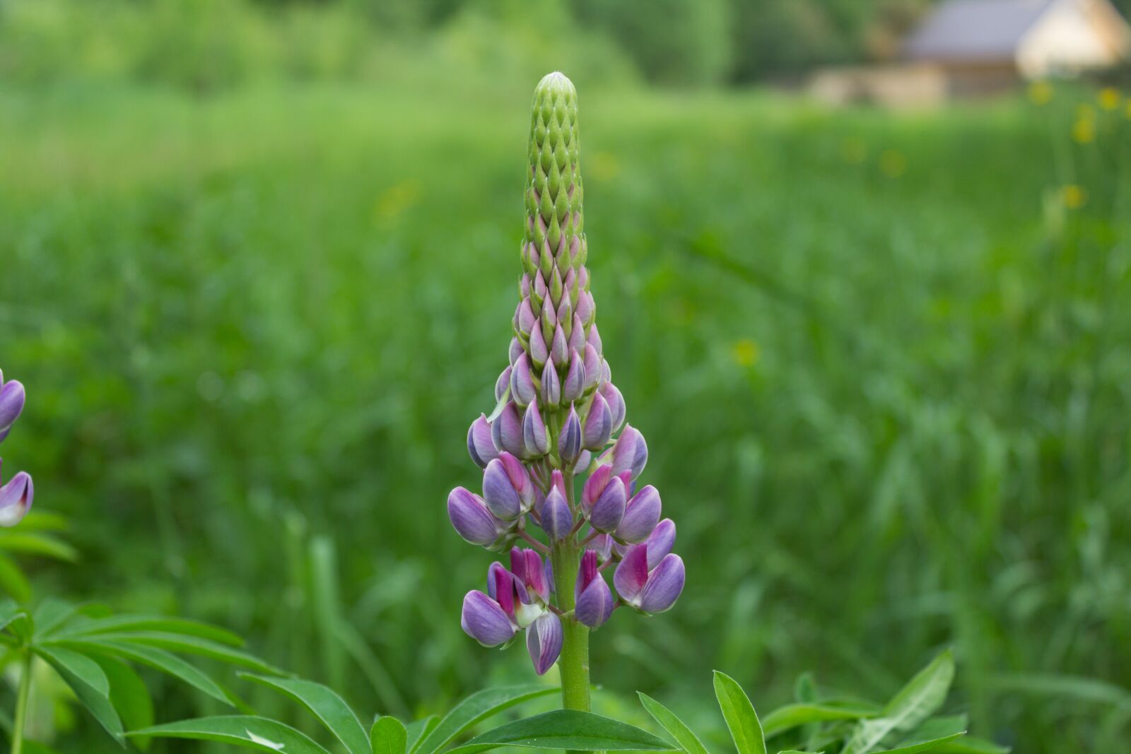 Canon EOS 600D (Rebel EOS T3i / EOS Kiss X5) sample photo. Nature, flower, grass photography