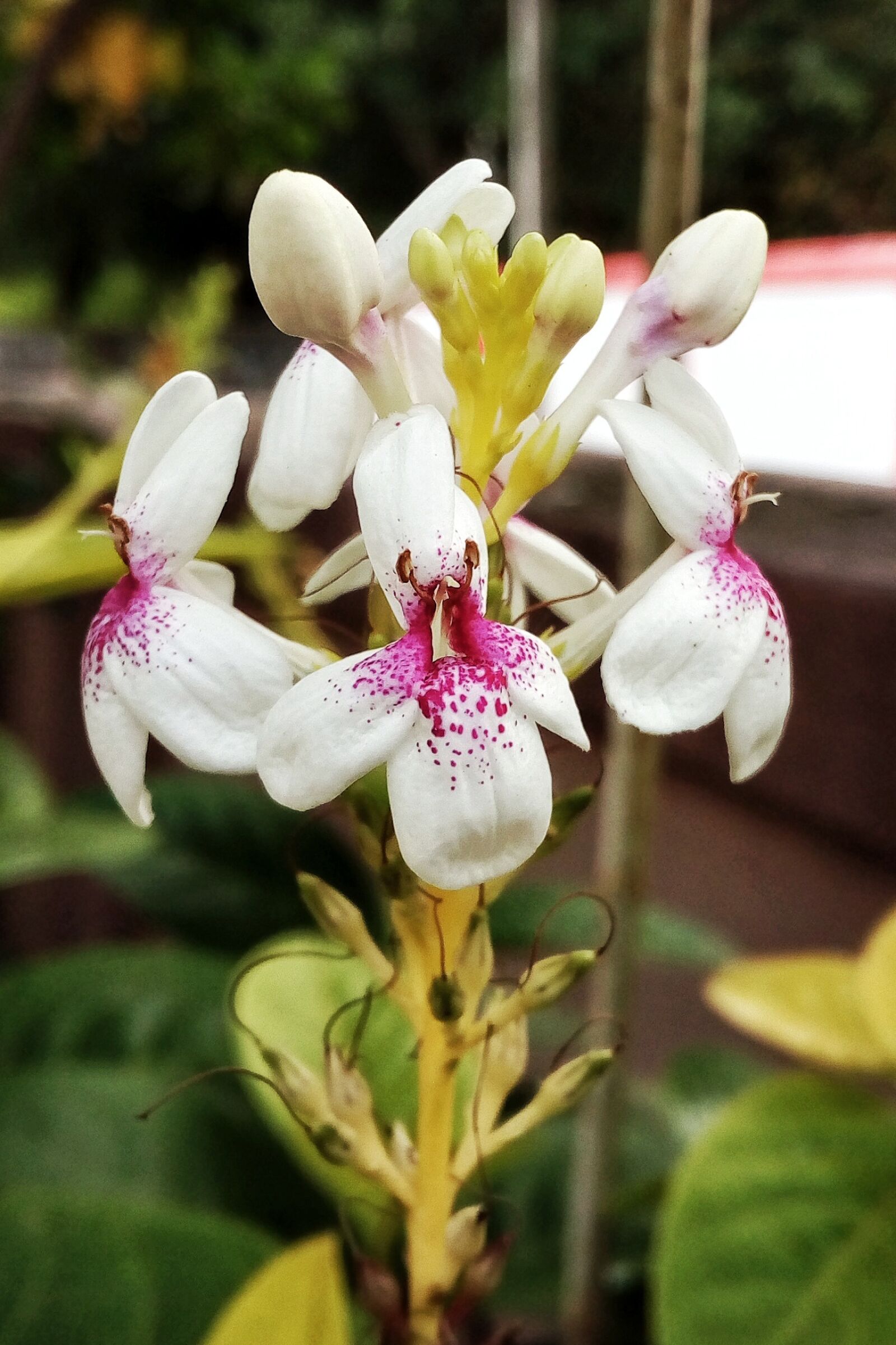 HTC DESIRE 628 DUAL SIM sample photo. Nature, flower, flora photography