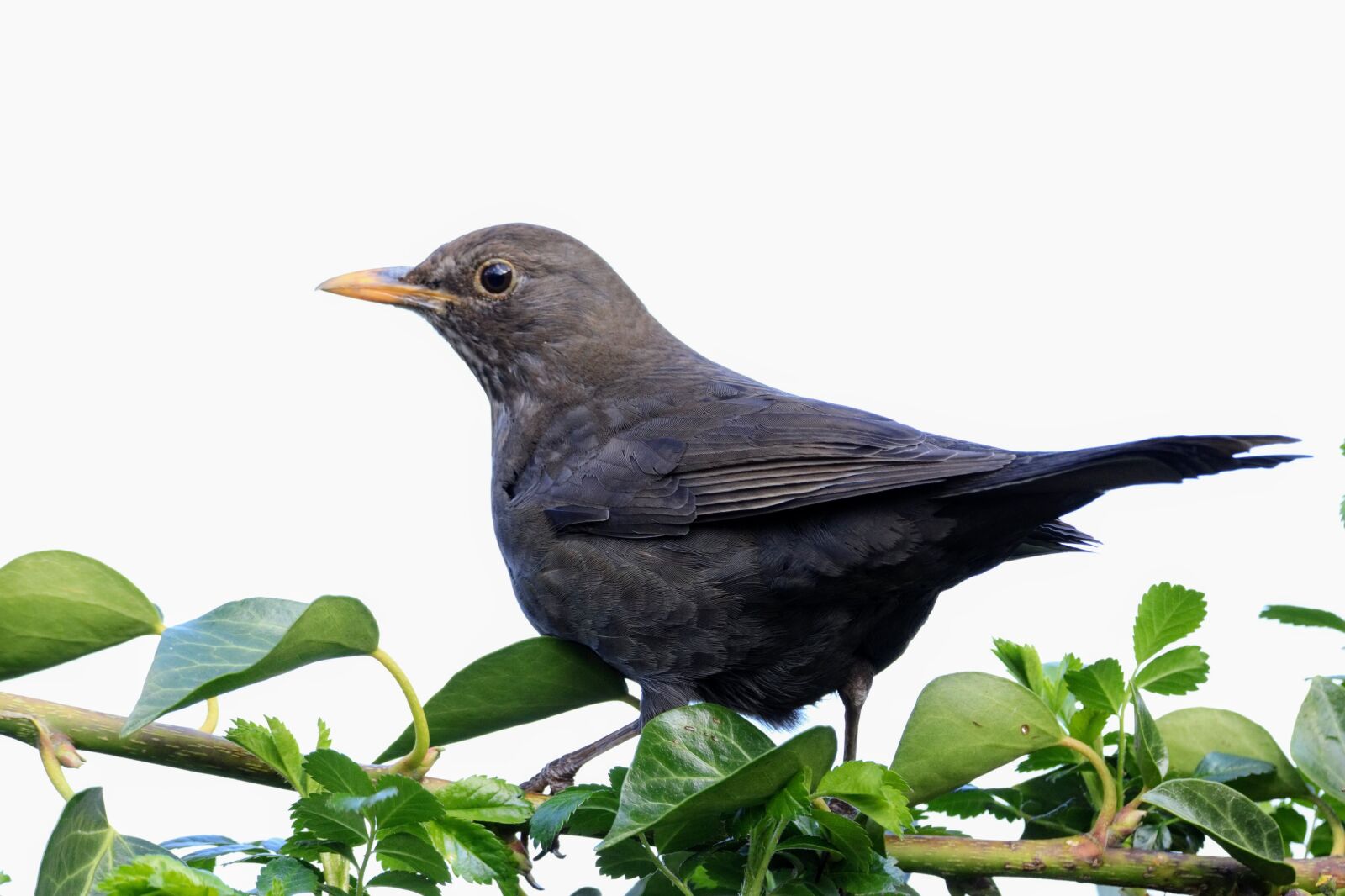 Canon EOS 750D (EOS Rebel T6i / EOS Kiss X8i) sample photo. Birds, nature, wildlife photography