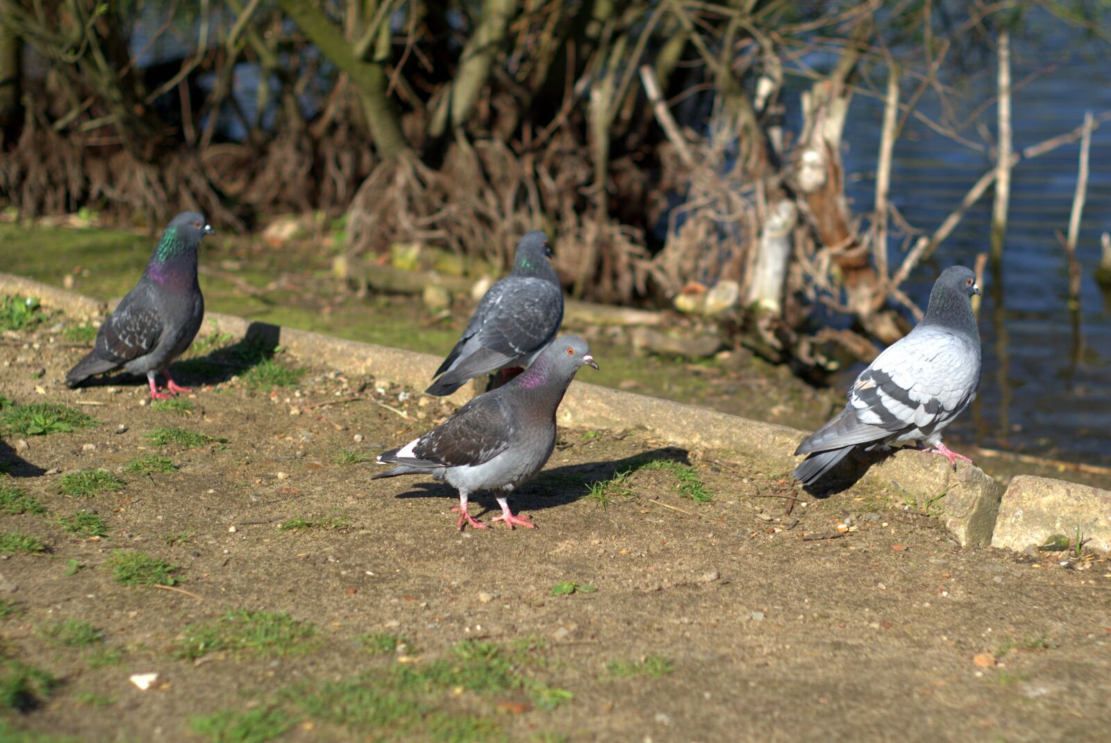 Pentax K-S2 sample photo. Pigeons, dove, birds photography