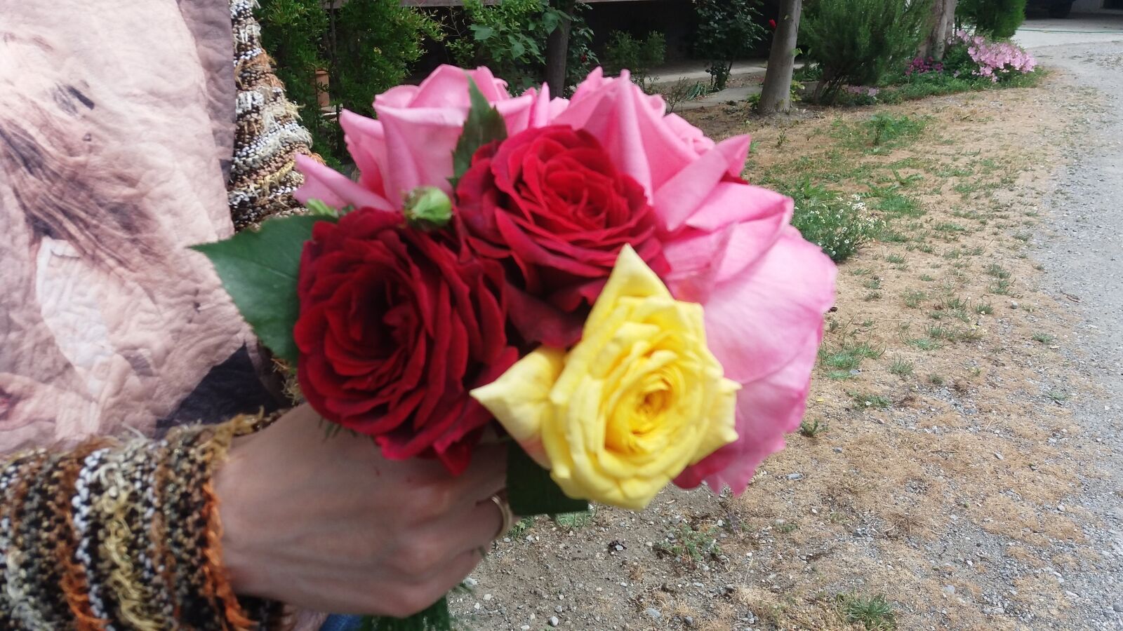 Samsung Galaxy J5 sample photo. Beautiful, flowers, colourful, colourful photography