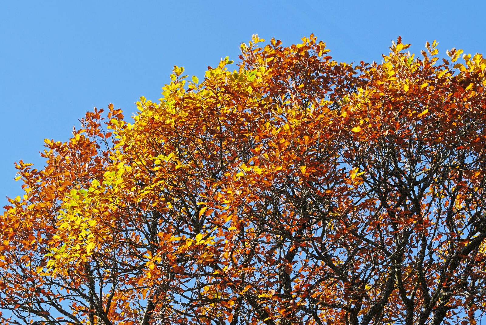 Panasonic Lumix DMC-GX8 sample photo. Oak, fall color, sunny photography