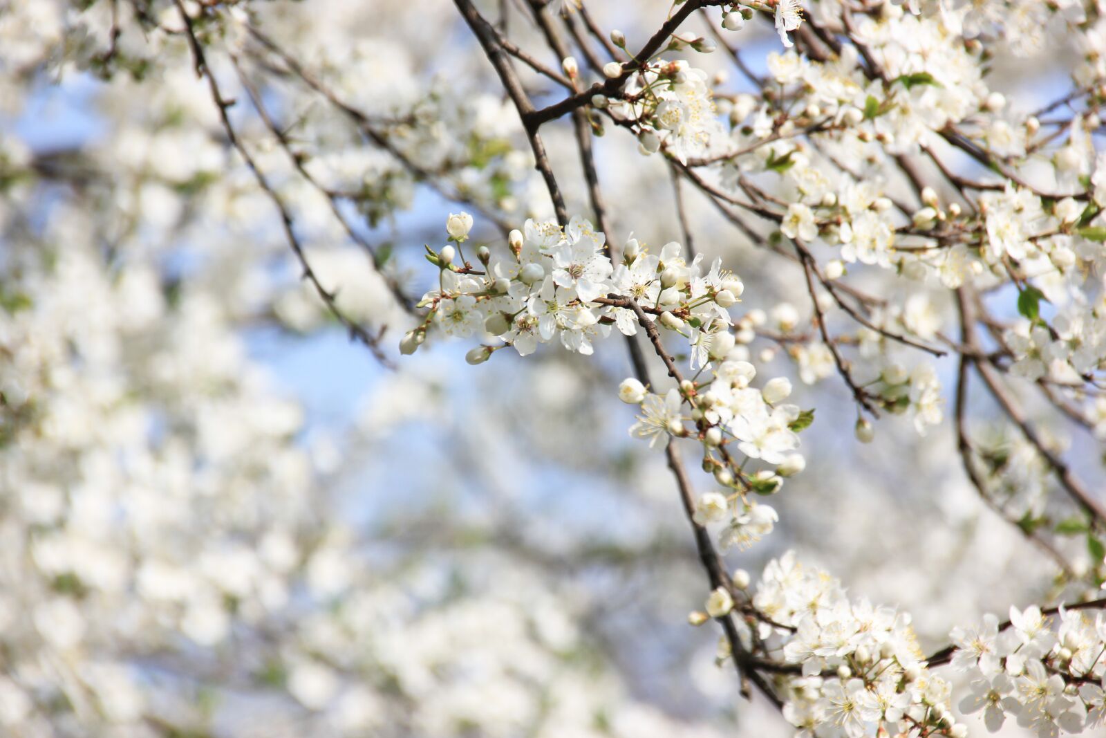 Canon EOS 550D (EOS Rebel T2i / EOS Kiss X4) sample photo. Spring, flowers, plant photography