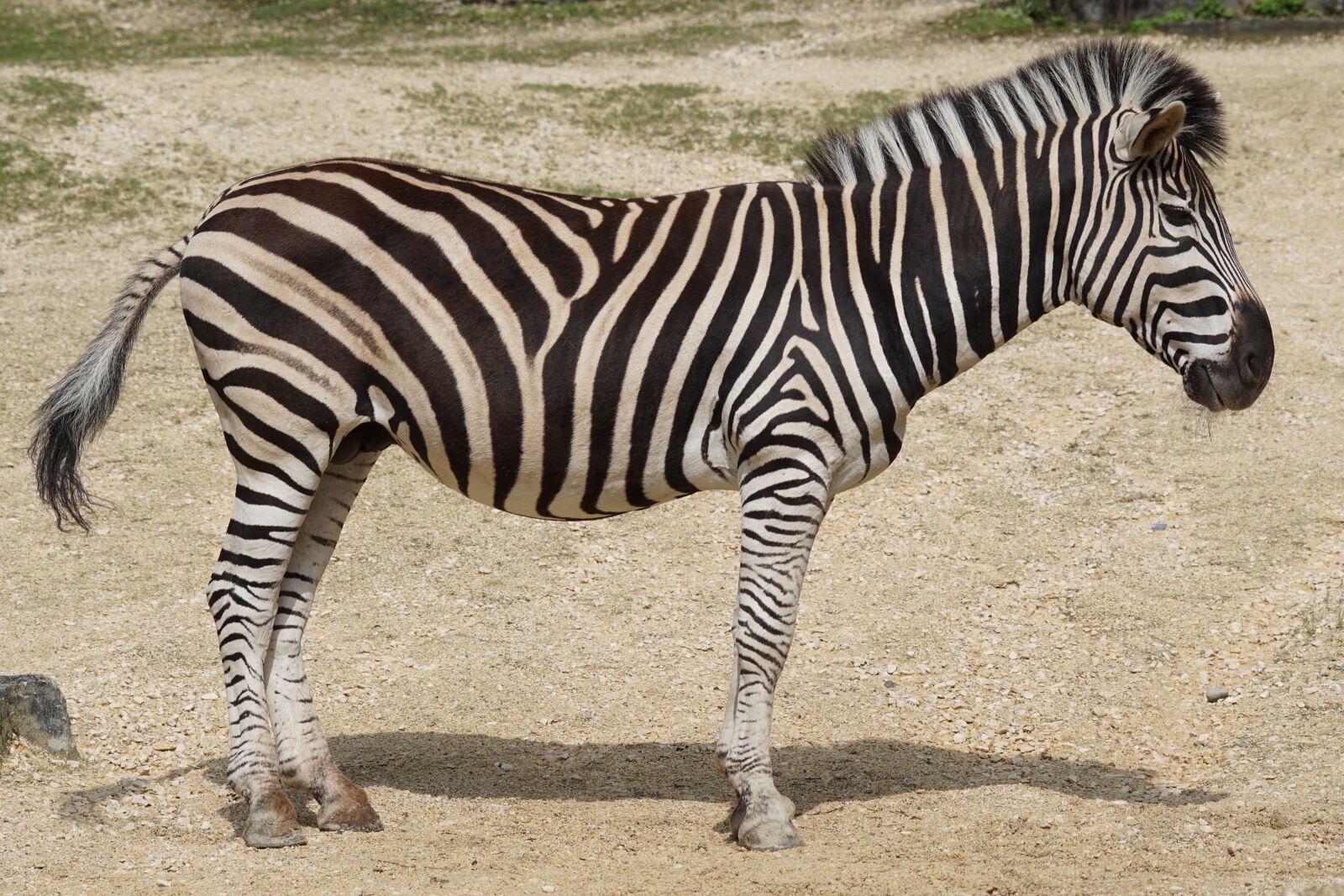 Sony ILCA-77M2 + Sony 70-400mm F4-5.6 G SSM sample photo. Zebra, chapman burchell's zebra photography