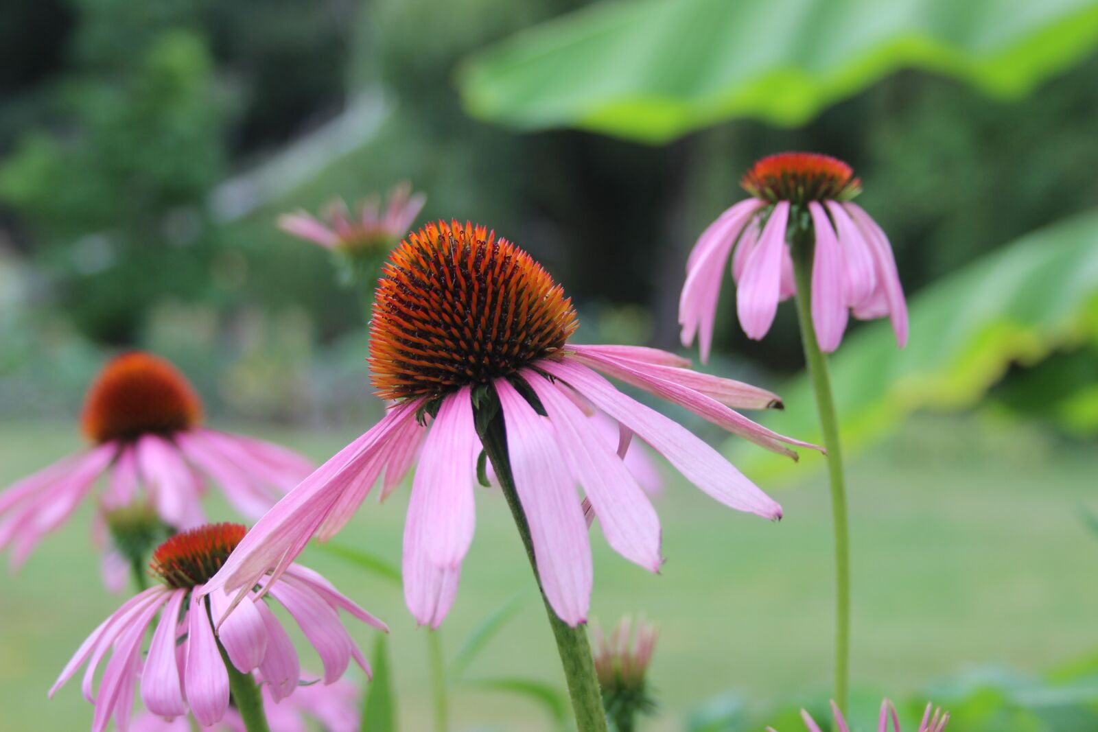 Canon EOS 600D (Rebel EOS T3i / EOS Kiss X5) + Canon EF-S 18-55mm F3.5-5.6 II sample photo. Flowers, echinacea, nature photography