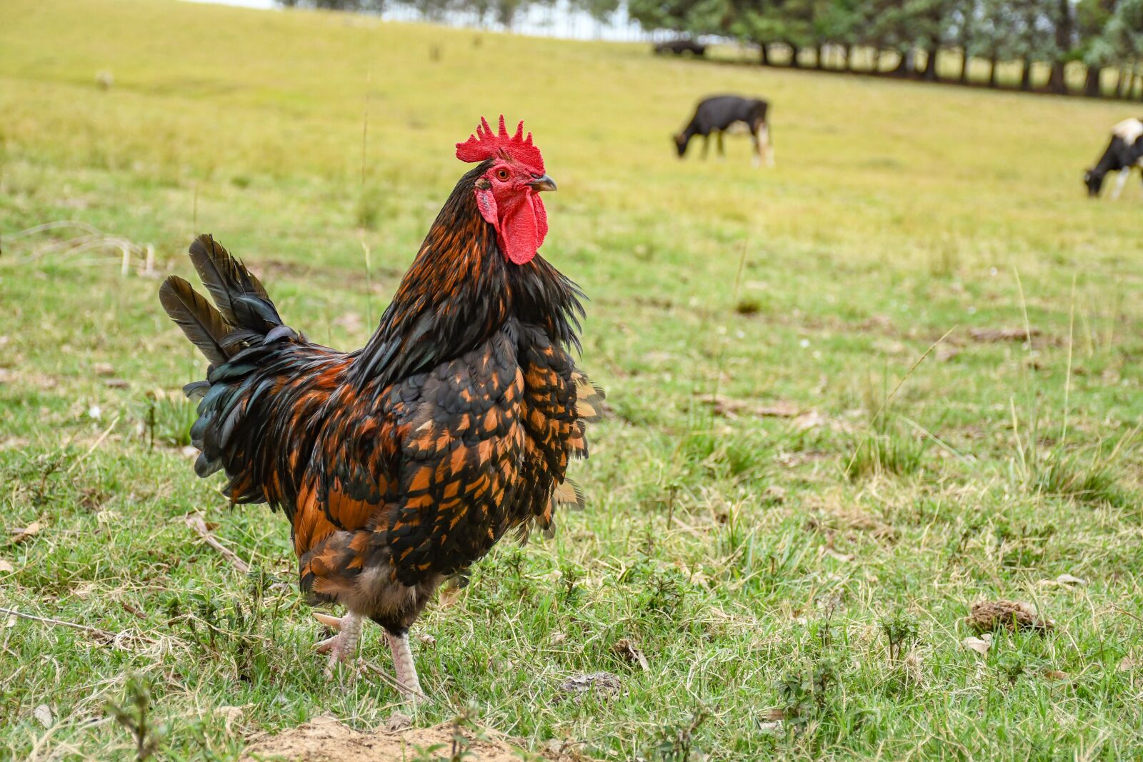 Nikon D7500 sample photo. Gallo, hen, farm photography