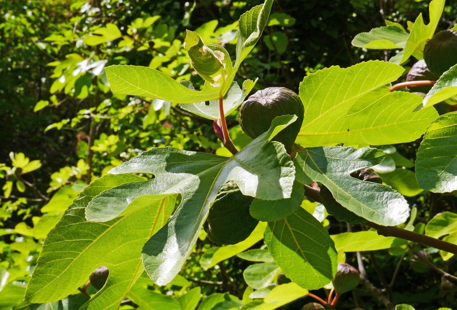 Panasonic Lumix DMC-GH3 sample photo. Fig tree, fruits, fig photography