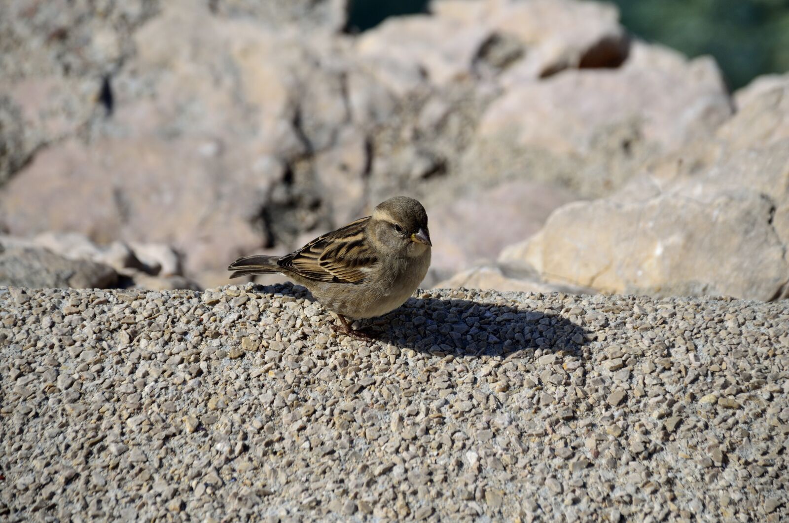Nikon D5100 sample photo. Bird, nature, sparrow photography