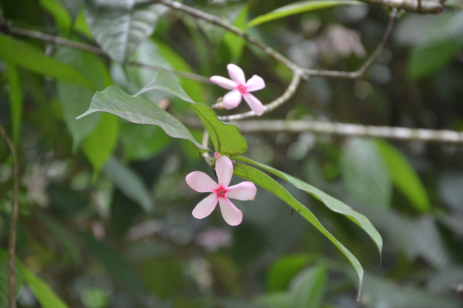 Nikon D3100 sample photo. Blossom, bloom, pink photography