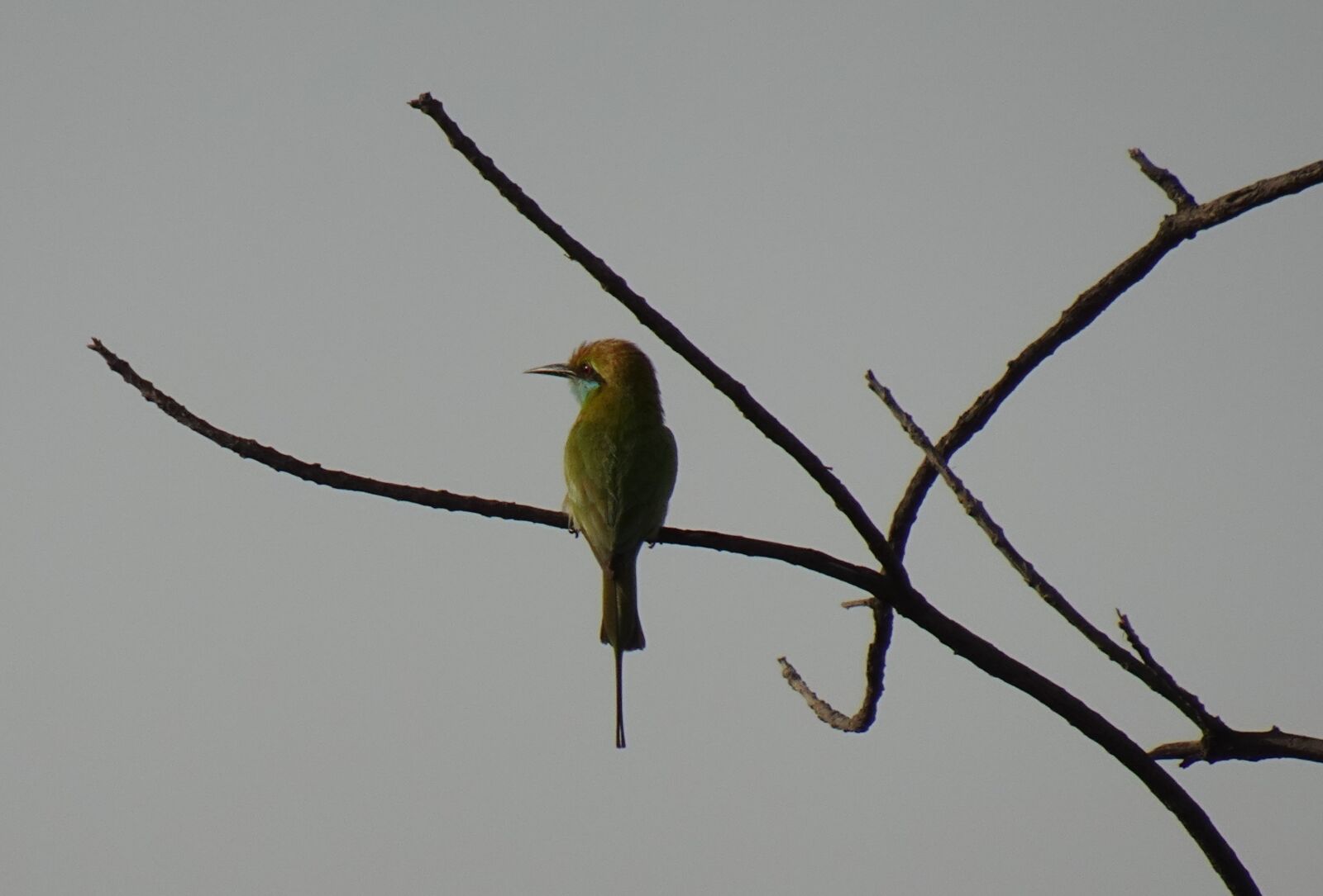 Sony DSC-WX800 sample photo. Bird, green bee-eater, merops photography