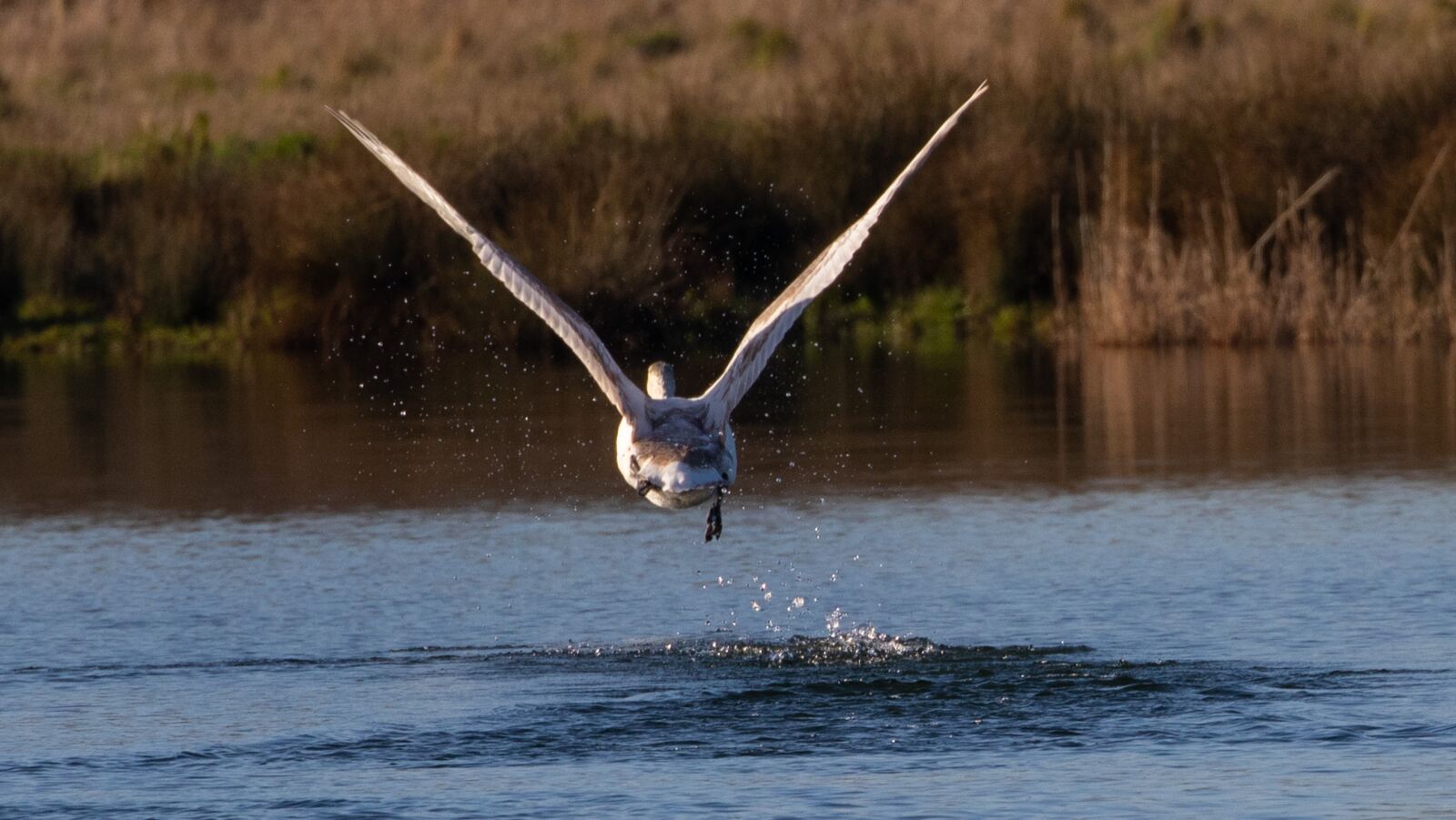 Canon EOS 7D Mark II sample photo. Swan taking off, swan photography