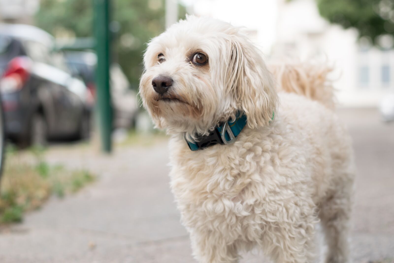 Nikon D3300 sample photo. Dog, bitch, male photography