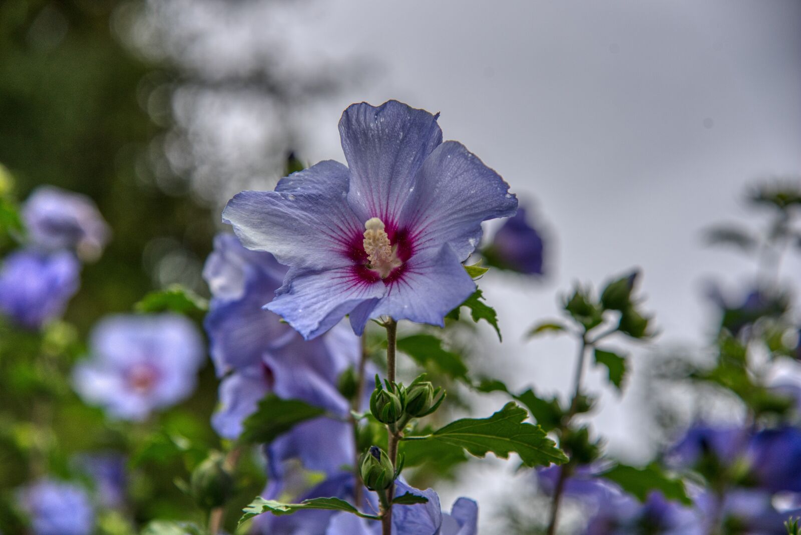 Nikon D750 sample photo. Hibiscus, bush, purple photography