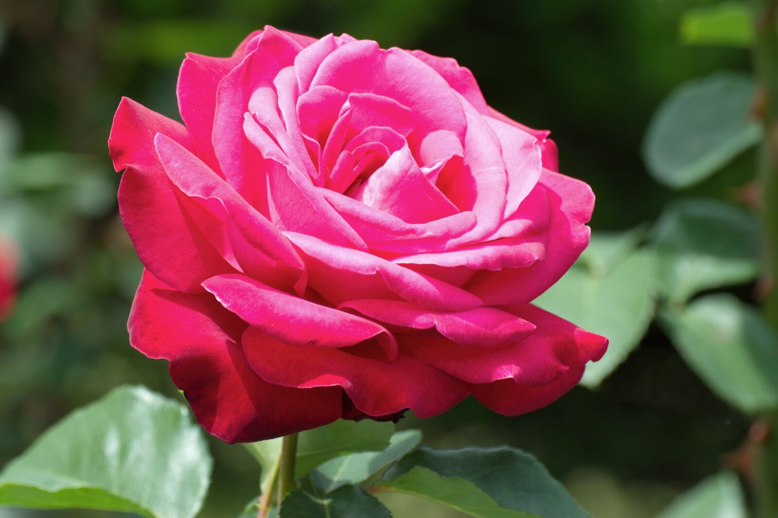 Nikon D5300 sample photo. Flower, red, rose photography