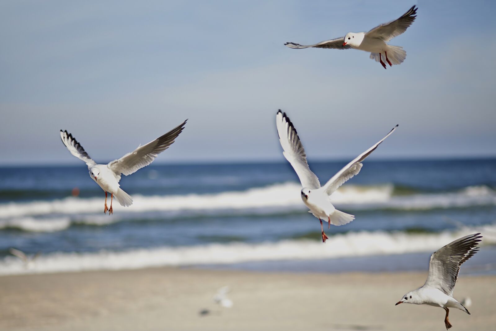 Canon EOS 6D sample photo. Gull, gulls, seagull photography