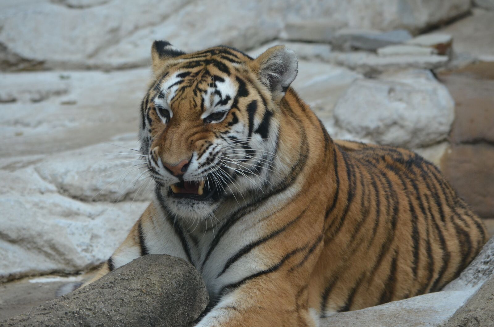 Nikon D7000 sample photo. Tiger, roar, teeth photography